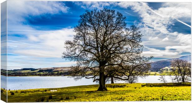 The lakeside tree Canvas Print by Naylor's Photography
