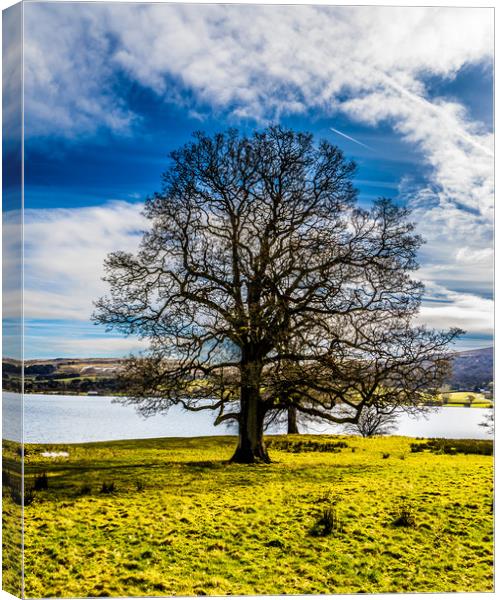 Portrait of a Lake district tree Canvas Print by Naylor's Photography