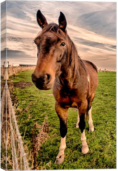 Hello Mr Ed Canvas Print by Naylor's Photography
