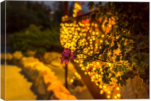Bokeh and flower Canvas Print by Naylor's Photography