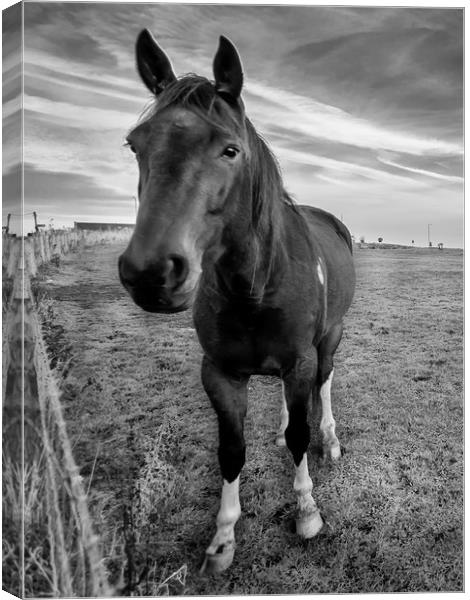 Hello Mr Ed Mono Canvas Print by Naylor's Photography