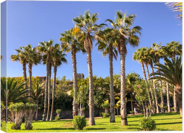 Palm tree walk Canvas Print by Naylor's Photography