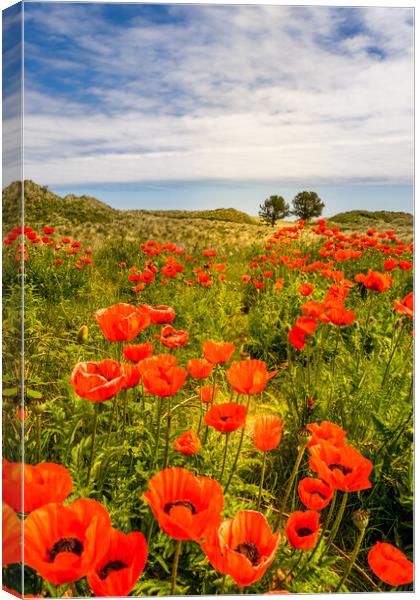 Bamburgh Poppies  Canvas Print by Naylor's Photography