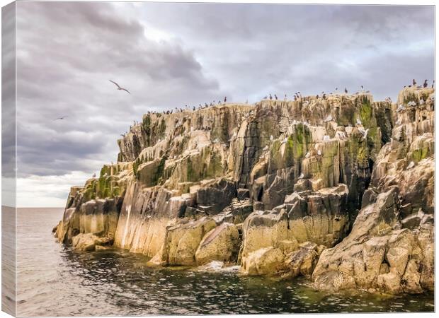 The birds of the Farnes Canvas Print by Naylor's Photography