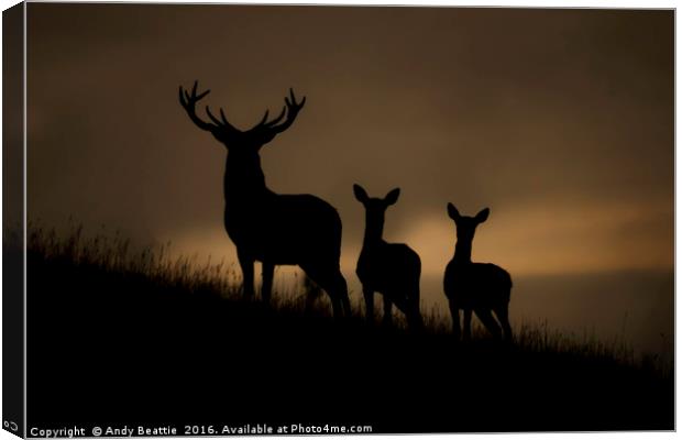 Red Deer at dawn Canvas Print by Andy Beattie