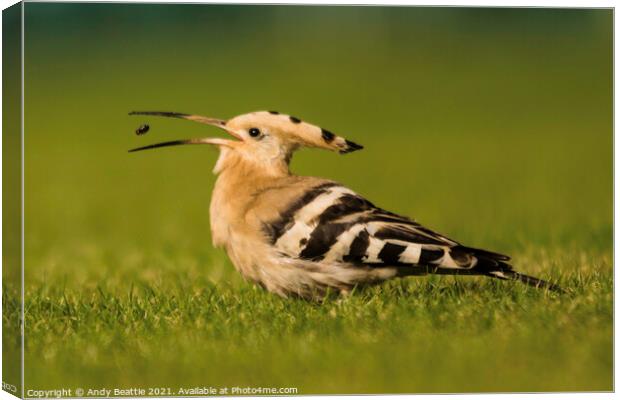 Eurasian Hoopoe Canvas Print by Andy Beattie