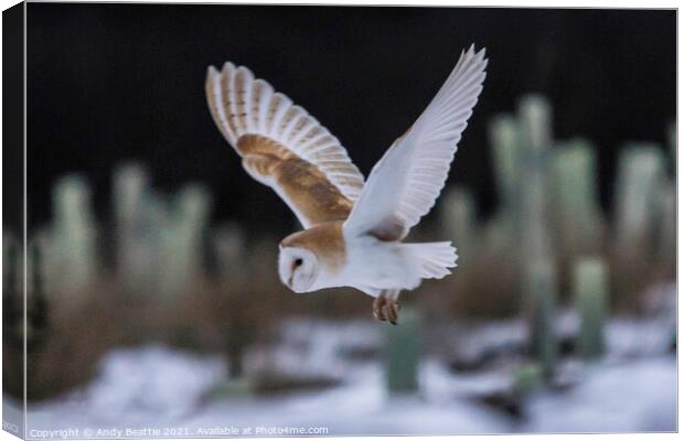 Barn Owl in flight Canvas Print by Andy Beattie