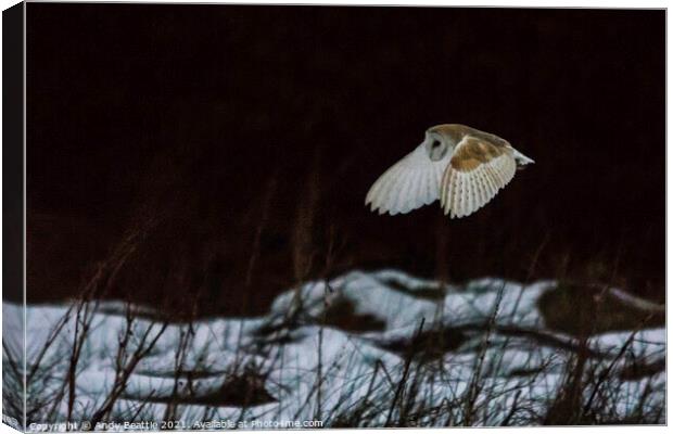 Barn Owl over snow Canvas Print by Andy Beattie