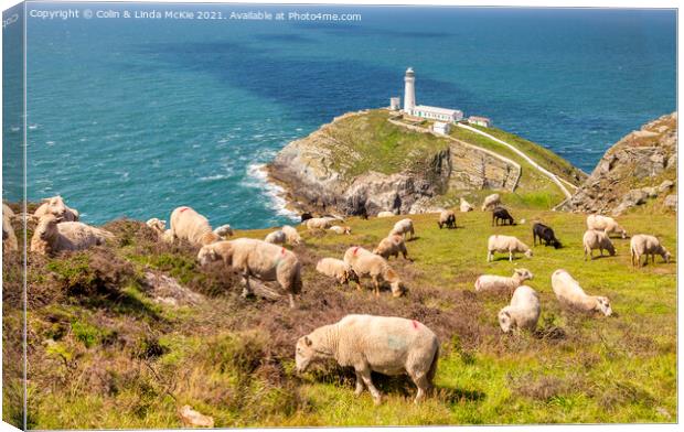Sheep above South Stack Lighthouse, Anglesey Canvas Print by Colin & Linda McKie