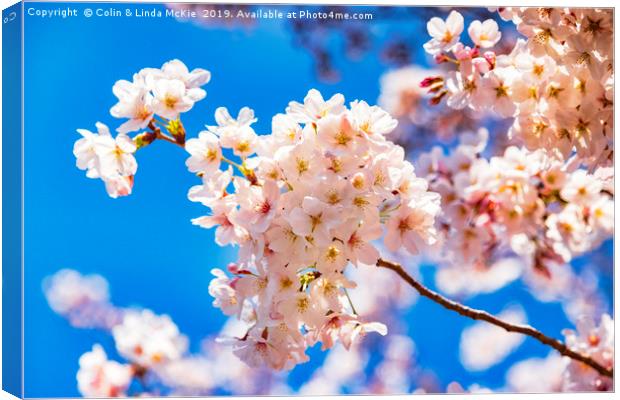 Cherry Blossom against a Bright Blue Sky Canvas Print by Colin & Linda McKie