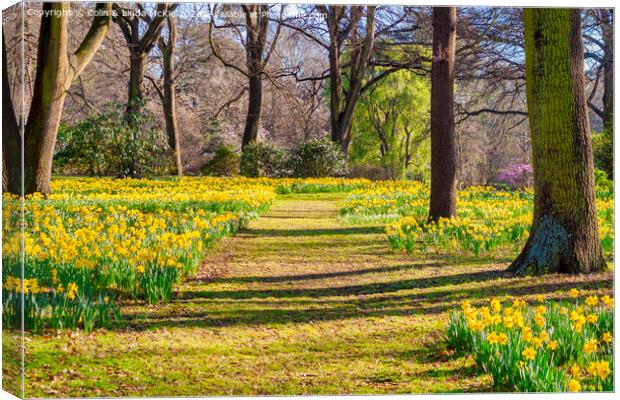 Daffodils in Hagley Park, Christchurch, New Zealand Canvas Print by Colin & Linda McKie