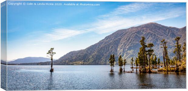 Kahikatea Trees in Lake Brunner, West Coast, New Zealand Canvas Print by Colin & Linda McKie
