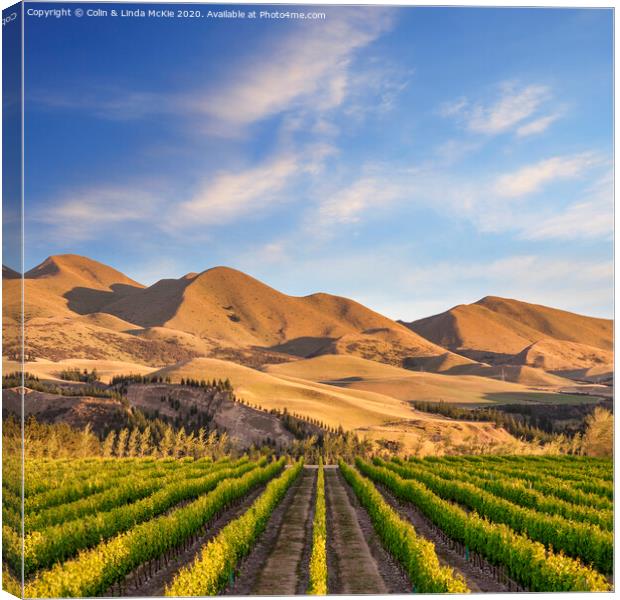 Vineyard in Canterbury, New Zealand Canvas Print by Colin & Linda McKie