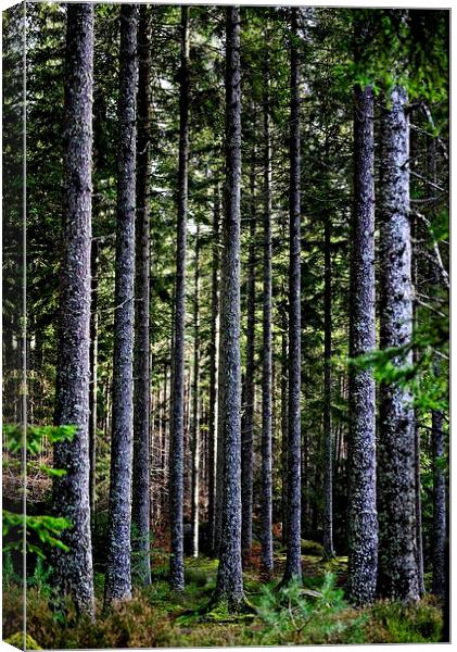  Trees in Perthshire, Scotland Canvas Print by Ann McGrath