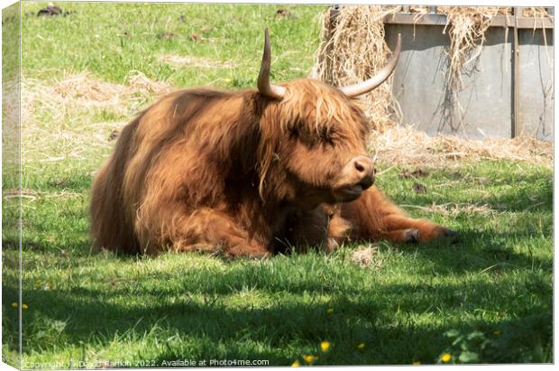 A large brown Highland cow in a grassy field Canvas Print by Photogold Prints