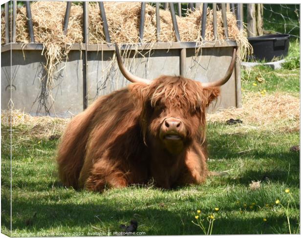 A large brown Highland cow sitting in the grass Canvas Print by Photogold Prints