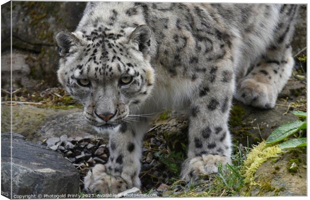  snow leopard on the rocks Canvas Print by Photogold Prints