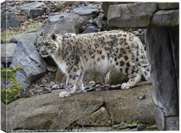  snow leopard on the prowl Canvas Print by Photogold Prints