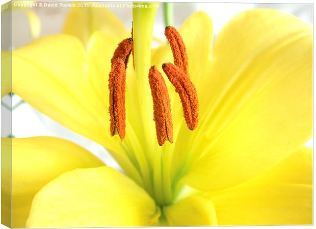  Asiatic lily Canvas Print by Photogold Prints
