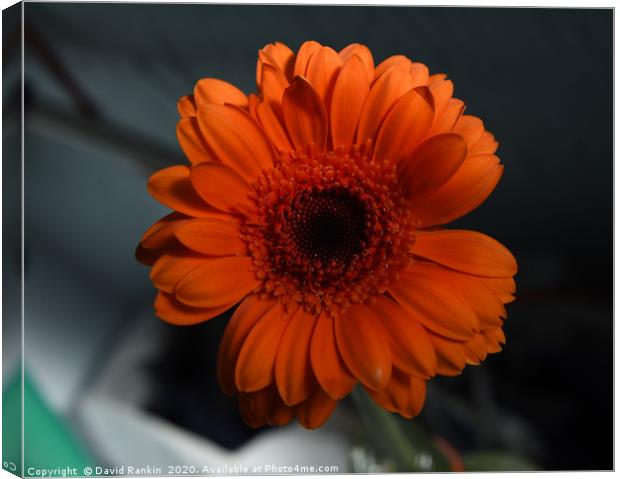 orange chrysanthemum Canvas Print by Photogold Prints