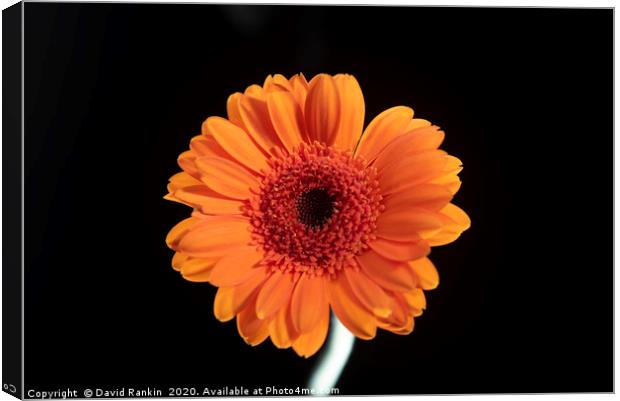 single orange Gerbera in strong sunlight Canvas Print by Photogold Prints