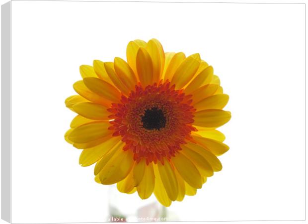 yellow gerbera, floral display Canvas Print by Photogold Prints