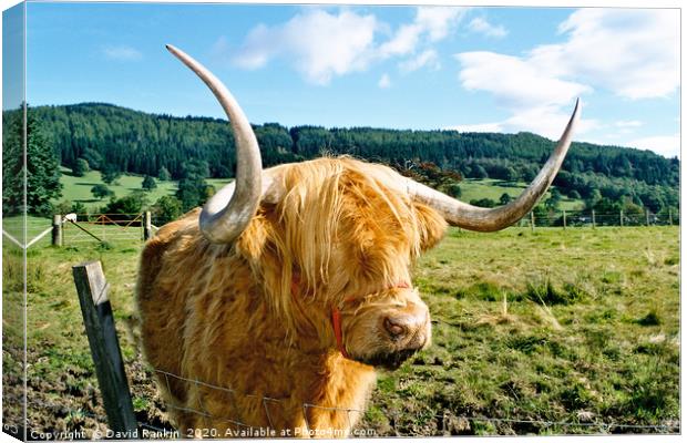 Highland cow Canvas Print by Photogold Prints