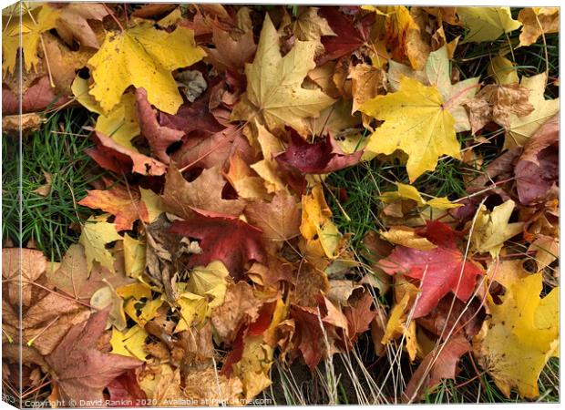 Autumn leaves Canvas Print by Photogold Prints
