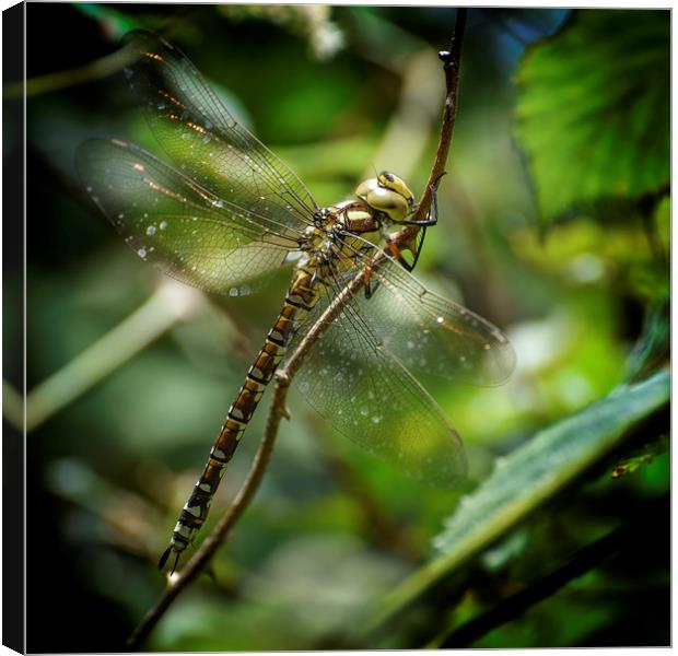 The Southern Hawker Canvas Print by John Baker