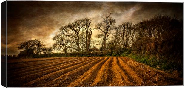 Autumn Field Canvas Print by John Baker