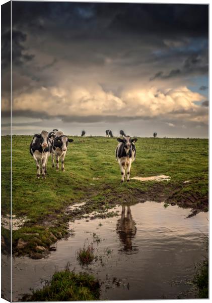 Cows at Black Rock Canvas Print by John Baker