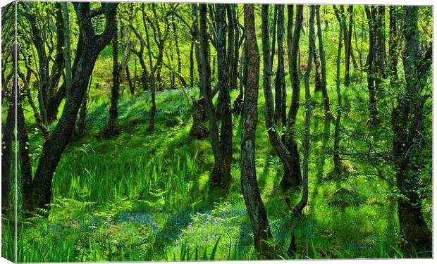 Bluebell woods at Pirnmill, Isle of Arran Canvas Print by David Ross