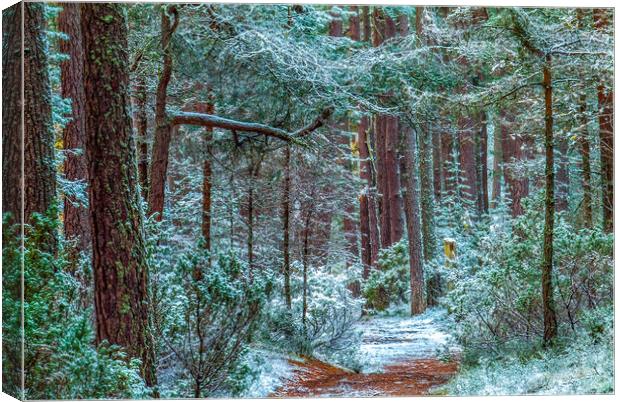 Abernethy Forest in Winter, Cairngorms Canvas Print by David Ross