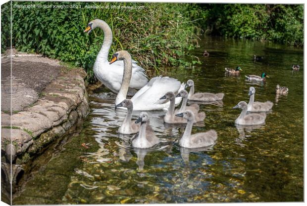 Family of Swans at Alresford, Hampshire Canvas Print by Sue Knight