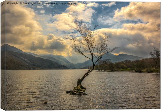 The Tree in the Lake, Llyn Padarn Canvas Print by Sue Knight