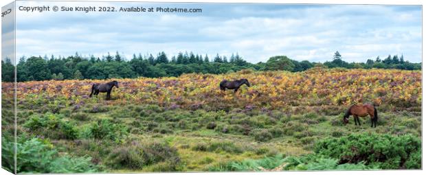 New Forest Ponies amongst the Bracken and Heather Canvas Print by Sue Knight