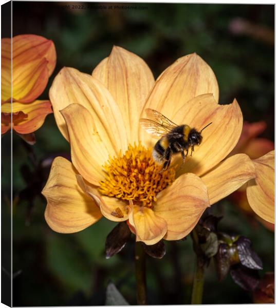 Bee and Dahlia flower Canvas Print by Sue Knight