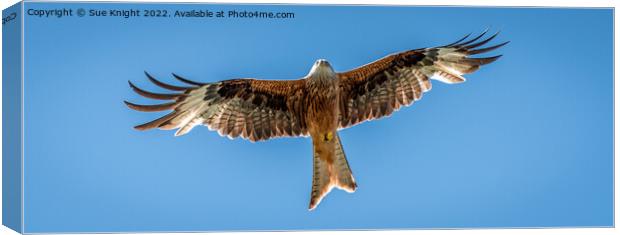 Red Kite in flight Canvas Print by Sue Knight