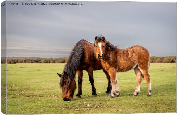 New Forest ponies on the open moor Canvas Print by Sue Knight