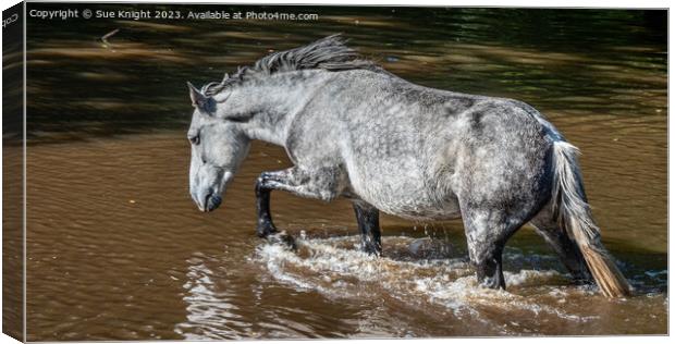 A horse wading through Ipley River Canvas Print by Sue Knight