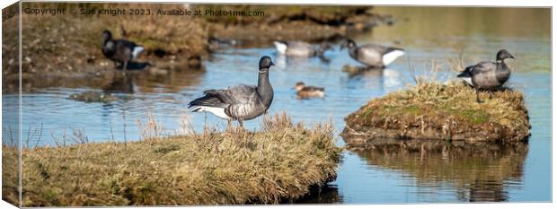 Brant Goose  Canvas Print by Sue Knight