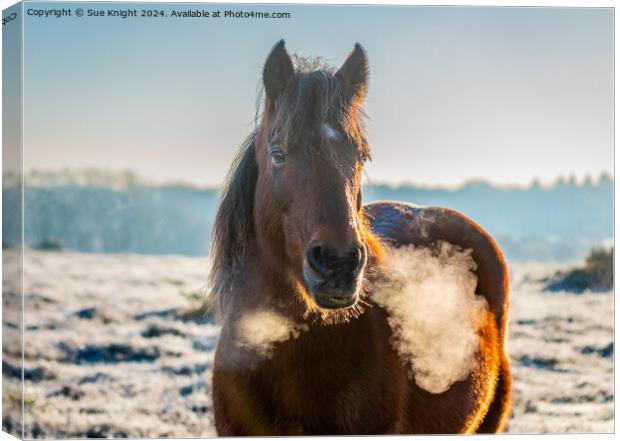 New Forest Pony on a frosty morning Canvas Print by Sue Knight