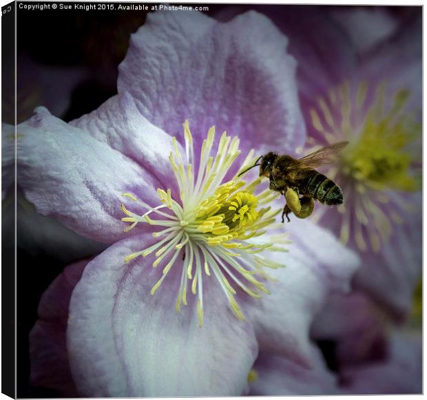  The pollen collector Canvas Print by Sue Knight