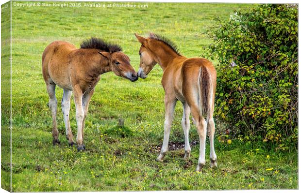 Young Love,First Love Canvas Print by Sue Knight