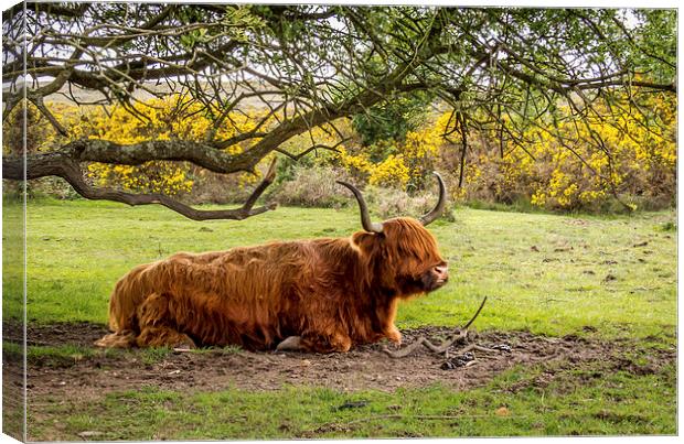  Highland Cow,New Forest,Hampshire Canvas Print by Sue Knight