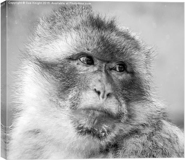  The macaque Monkey Canvas Print by Sue Knight
