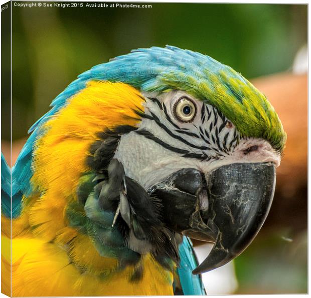  Blue and Yellow Macaw Canvas Print by Sue Knight