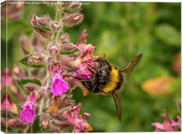  Bee on Flower Canvas Print by Sue Knight