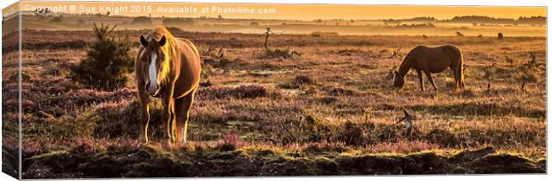  New Forest ponies at sunrise Canvas Print by Sue Knight