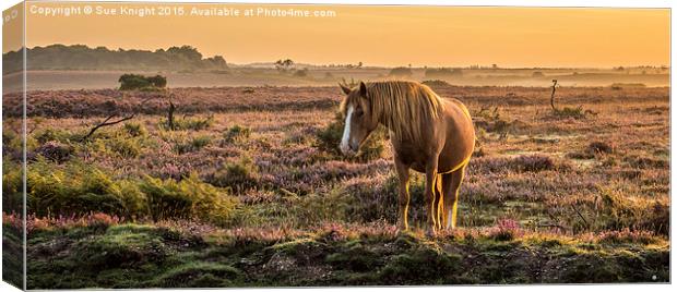 New Forest pony in the early morning light At Burl Canvas Print by Sue Knight